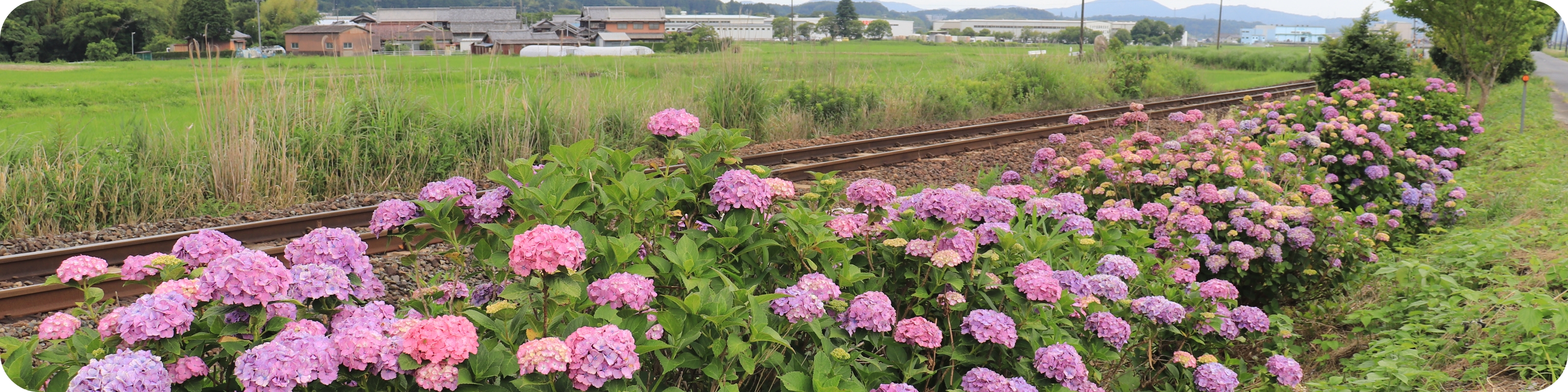 6月の風景