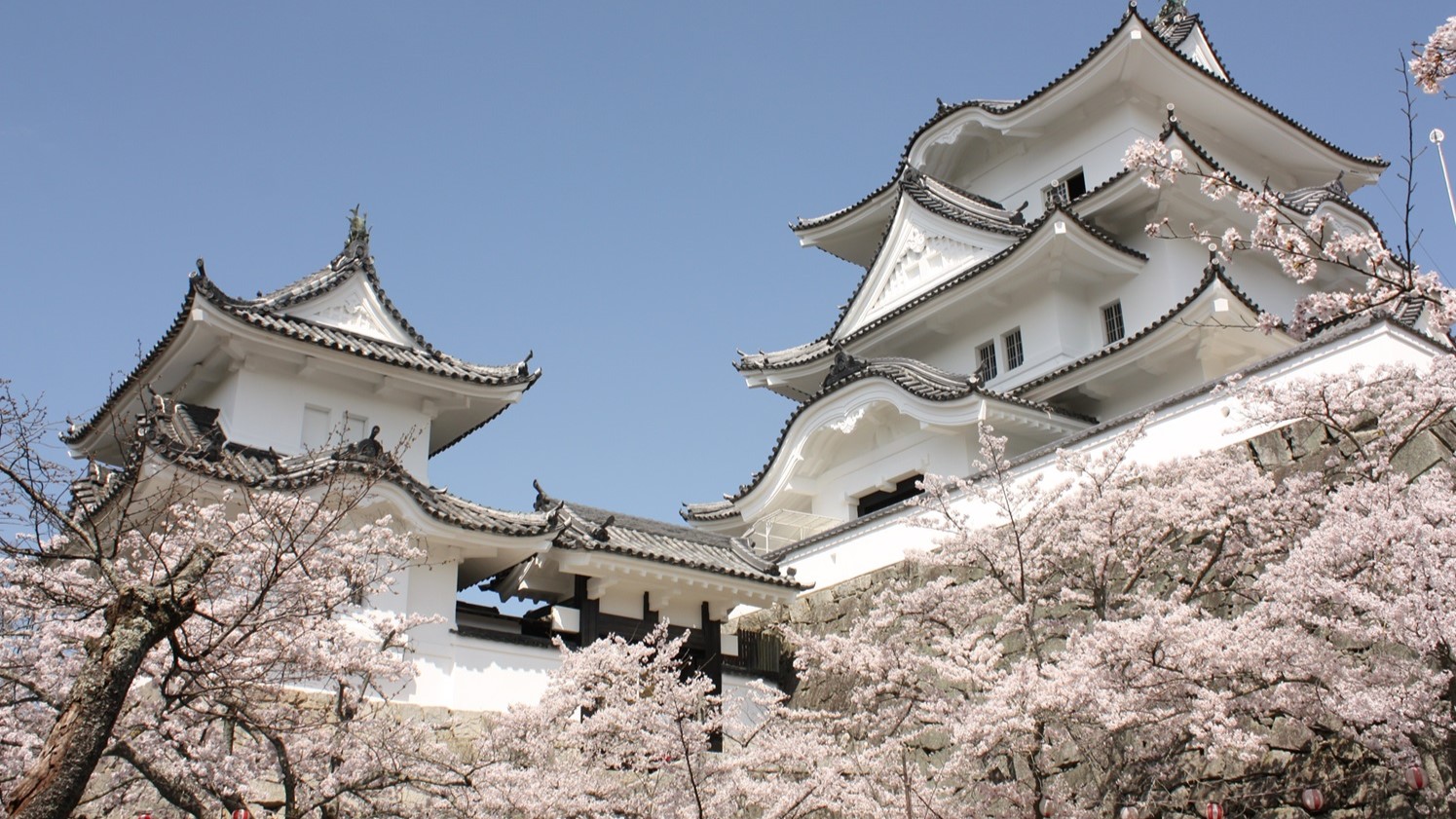 【桜特集】上野公園の桜の開花状況についてお知らせします！