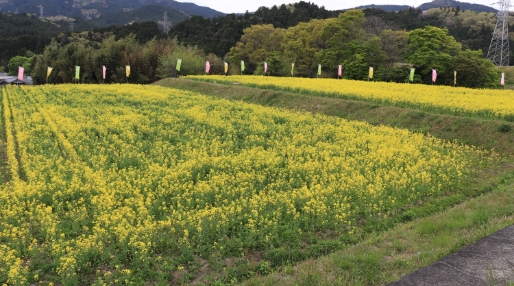 菜の花フェア