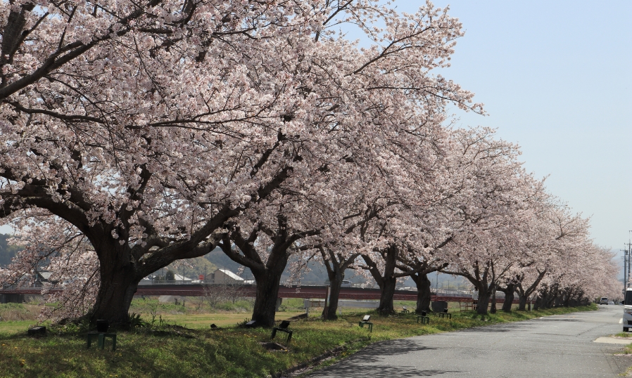 依那古堤防の桜並木