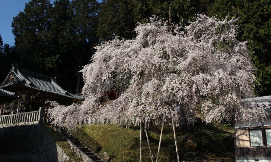 射手神社のさくら