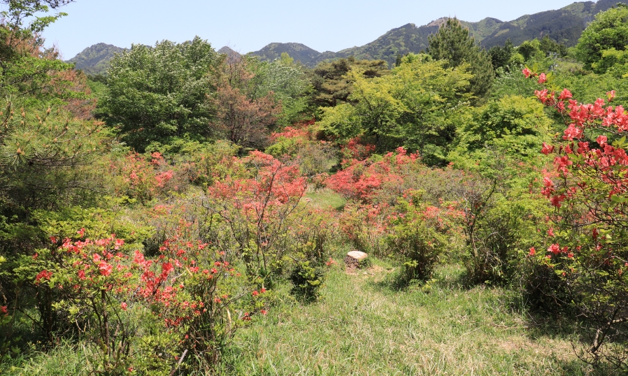 余野公園のつつじ