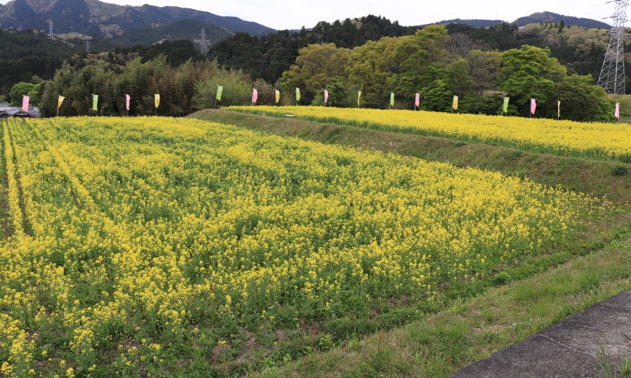 菜の花フェア